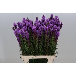 Freshy Liatris Spicata Lampenpoetser | Kleur: Paars | Lengte ± 70 centimeter | Per 20 stelen verse bloemen
