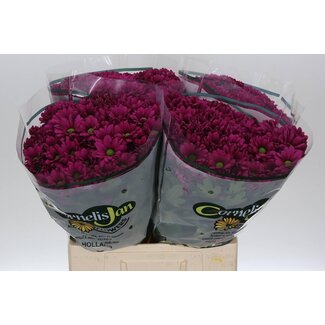 Freshy Chrysanthemum Troschrysant Aqua “Randall” | Kleur: Paars | Lengte ± 65 centimeter | Per 20 stelen verse bloemen