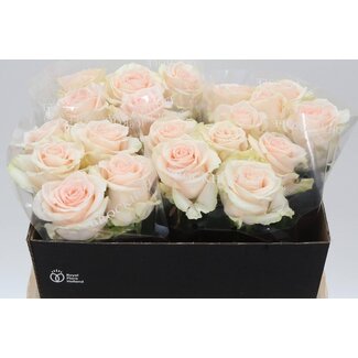 Freshy Roses “Sweet Caroline” | Colour: Pink | Length ± 55 centimetre | Per 10 roses