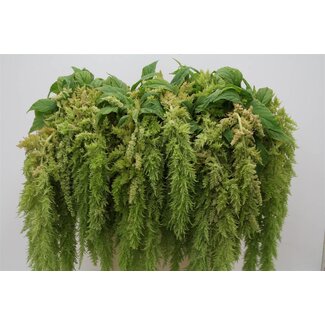 Freshy Amaranthus Caudatus Foxtail “Green Spider” | Colour: Green | Length ± 80 centimetre | Per 10 stems fresh flowers