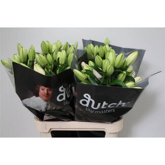 Freshy Lelie Oriental Dubbel Aqua “Anouska” | Kleur: Wit | Lengte ± 90 centimeter | Per 10 stelen verse bloemen