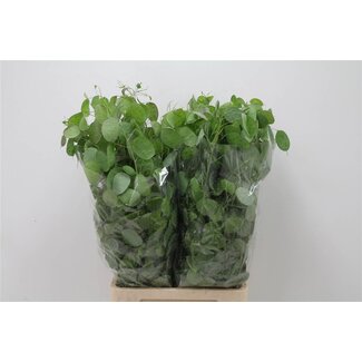 Freshy Lunaria Judaspenning | Kleur: Groen | Lengte ± 80 centimeter | Per 5 bossen