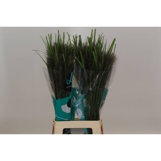 Freshy Pennisetum Black Fox