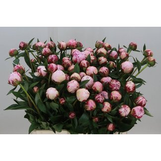 Freshy Paeonia L Sarah Bernhardt Vertakt