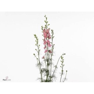 Freshy Consolida Regalis Pied-d'alouette “Queen Rose” | Couleur: Rose | Longueur ± 100 centimeter | Par 10 tiges de fleurs fraîches