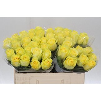 Freshy Large-flowered Rose “Minion Rose” | Colour: Yellow | Length ± 50 centimeter | Per 10 fresh roses