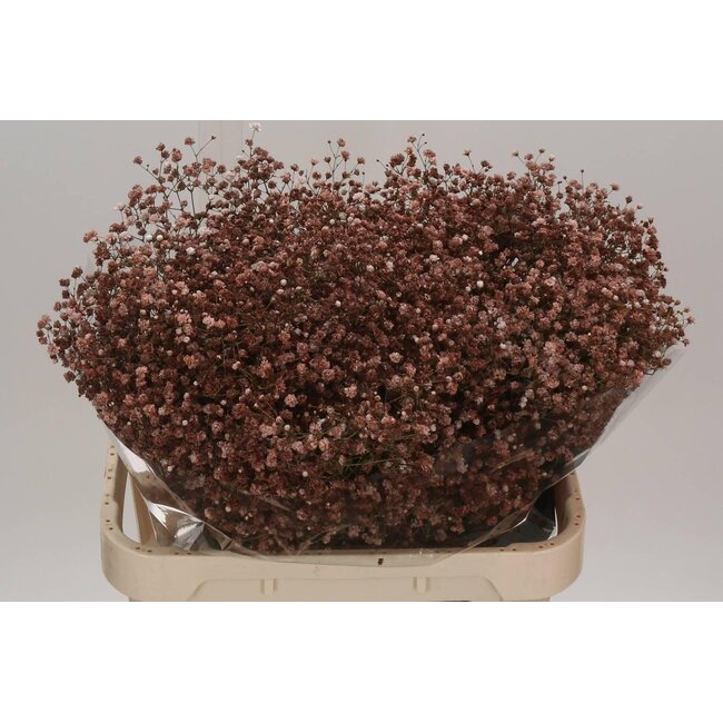 Gypsophila Gypsophile “Cappuccino” Colorée | Couleur: Brun | Longueur ± 80 centimeter | Par 25 tiges de fleurs fraîches
