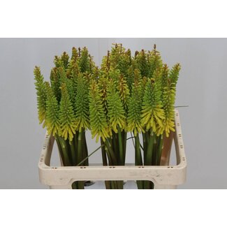 Freshy Kniphofia Red Hot Poker “Sun Yellow” | Colour: Yellow | Length ± 60 centimeter | Per 20 stems fresh flowers