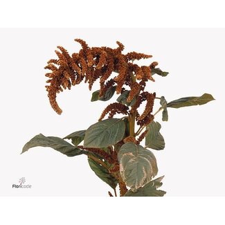 Freshy Amaranthus Cruentus Cat's tail “Hot Biscuit” | Colour: Brown | Lengte ± 75 centimeter | Per 20 stems fresh flowers