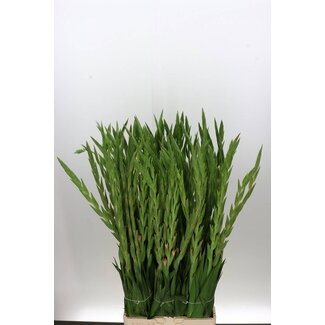 Freshy Large-flowered Gladiolus Gladiolus “Karma” | Colour: Pink | Length ± 110 centimetre | Per 10 fresh flowers