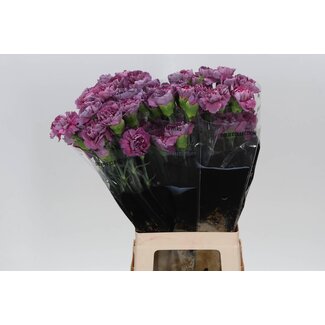 Freshy Long Carnation “Hypnosis” | Colour: Purple | Length ± 70 centimetre | Per 20 fresh flowers