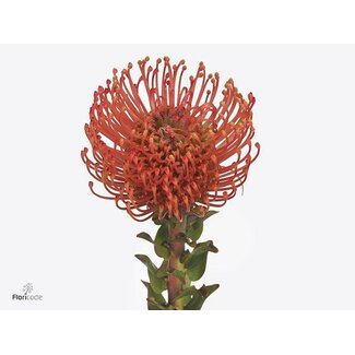 Freshy Leucospermum Cordifolium Nutans Pincushion “Ayoba Man Zest” | Colour: Orange | Length ± 40 centimetre | Per 5 fresh flowers