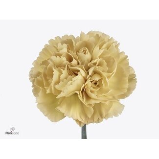 Freshy Long Carnation “Funza Mustard” | Colour: Brown Yellow | Length ± 70 centimeter | Per 20 fresh flowers