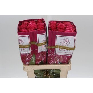 Freshy Large-flowered Rose “Lola” | Colour: Pink | Length ± 50 centimeter | Origin Ecuador | Per 25 fresh roses
