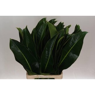 Freshy Philodendron “St Tropez” Leaf | Colour: Green | Length ± 70 centimetre | Per 10 fresh stems