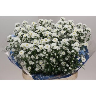 Freshy Dutch Aster “Cassy” | Colour: White | Length ± 80 centimetre | Per 25 fresh flowers
