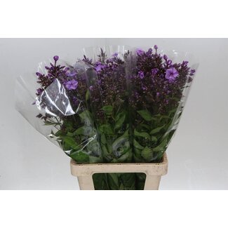 Freshy Phlox Hollandais “Blue Boy” | Couleur: Violet | Longueur ± 70 centimeter | Par 20 tiges de fleurs fraîches