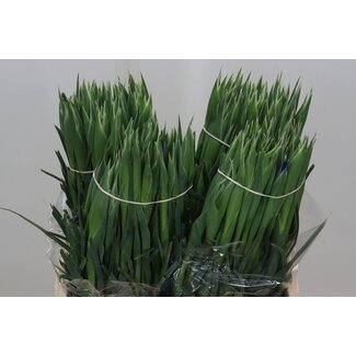 Freshy Iris “Valentine” | Colour: Blue | Length ± 62 centimetre | Per 50 fresh flowers