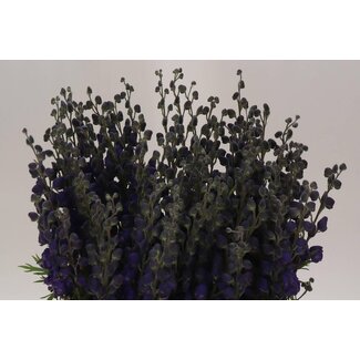 Freshy Aconitum Napellus Monkshood “Pyramidale” | Colour: Purple | Length ± 75 centimeter | Per 10 stems fresh flowers