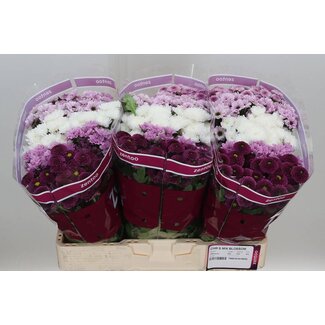Freshy Chrysanthème Chrysant Santini “Mélangé Sweet” | Couleur: Couleurs mélangées | Longueur ± 55 centimètre | Par 25 tiges de fleurs fraîches