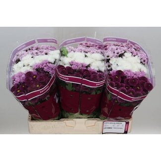 Freshy Chrysanthemum Chrysant Santini “Gemengd Sweet” | Kleur: Gemengde Kleuren | Lengte ± 55 centimeter | Per 25 stelen verse bloemen