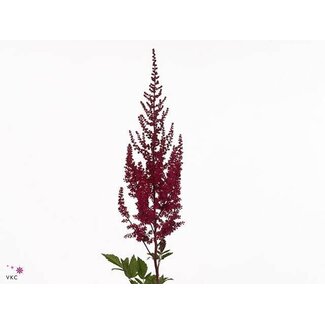 Freshy Astilbe Arendsii “Paul Gaarder” | Couleur: Rouge | Longueur ± 60 centimeter | Par 10 tiges de fleurs fraîches