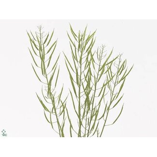 Freshy Brassica Napus ornamental cabbage | Colour: Green | Length ± 90 centimeter | Per 20 fresh stems