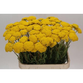 Freshy Achillea Filipendulina Duizendblad “Park Variety” | Kleur: Geel | Lengte ± 80 centimeter | Per 20 stelen verse bloemen
