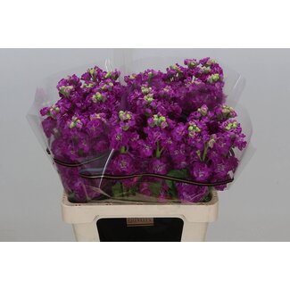 Freshy Matthiola Incana Violier “Stox Deep Rose” | Couleur: Violet | Longueur ± 60 centimeter | Par 10 fleurs fraîches