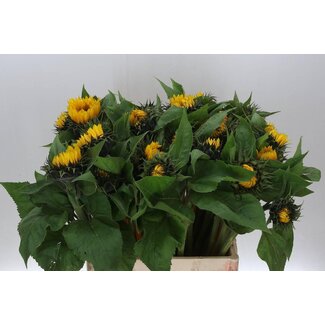 Freshy Helianthus Annuus Tournesol “Sunrich Orange” | Couleur: Jaune Orange | Longueur ± 65 centimètre | Par 20 fleurs fraîches