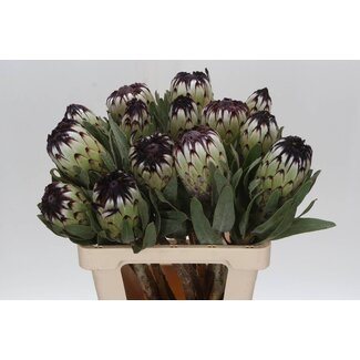 Freshy Protea Magnifica Suikerdos “Niobe” | Colour: Grey | Length ± 60 centimetre | Per 5 fresh flowers