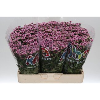 Freshy Chrysanthème Chrysant Santini “Mad Tyolo Bicolor” | Couleur: Rose Violet | Longueur ± 55 centimeter | Par 25 tiges de fleurs fraîches
