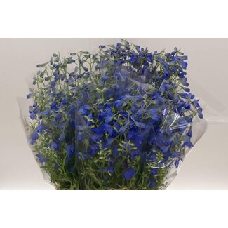 Freshy Delphinium Larkspur “Volkerfrieden Extra” | Colour: Blue | Length ± 80 centimeter | Per 10 stems fresh flowers
