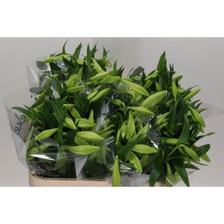 Freshy Lelie Longiflorum Aqua “White Heaven” | Kleur: Wit | Lengte ± 80 centimeter | 3 bloemen | Per 10 stelen verse bloemen