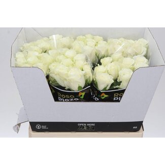 Freshy Large-flowered Rose “Alpe d'Huez” | Colour: White | Length ± 60 centimetre | Per 10 fresh roses