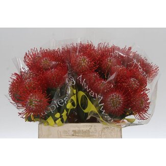 Freshy Leucospermum Cordifolium Nutans Pincushion “Ayoba Red” | Colour: Red | Length ± 40 centimetre | Per 10 fresh flowers