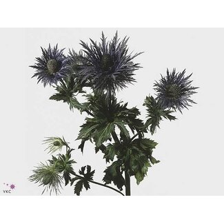 Freshy Eryngium Zabelii Cross-thistle “Donard Variety” | Colour: Purple | Length ± 55 centimetre | Per 5 stems fresh flowers