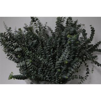 Freshy Eukalyptus “Baby Blue” | Farbe: Grün | Länge ± 70 centimeter | Gewicht 350 gram | Pro 5 Bündel