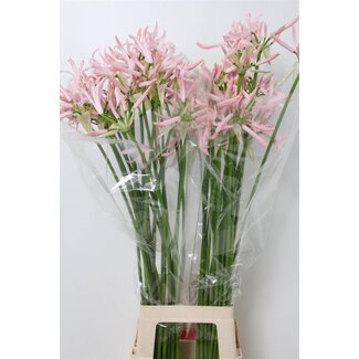 Freshy Nerine Bowdenii “Sofie” Bolgerijpt | Kleur: Rosa | Länge ± 70 centimeter | Pro 25 Stiele frische Blumen