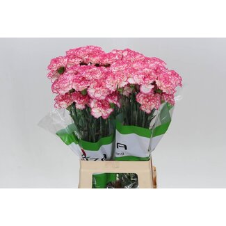 Freshy Long Carnation “Funza Komachi” | Colour: White Pink | Length ± 70 centimeter | Per 20 fresh flowers