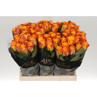 Freshy Large-flowered Rose “Marie-Claire” | Colour: Yellow Orange | Length ± 60 centimetre | Per 20 fresh roses