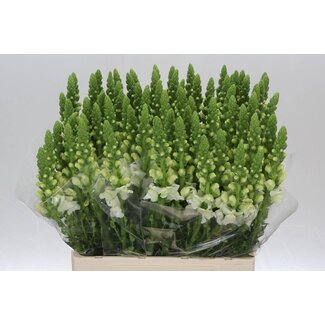 Freshy Antirrhinum Snapdragon “Maryland White” | Colour: White | Length ± 65 centimeter | Per 10 fresh flowers