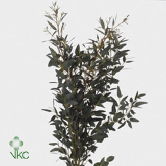 Freshy Eucalyptus “Gunnii” | Colour: Green | Length ± 70 centimetre | Weight 300 gram | Per 5 bunches