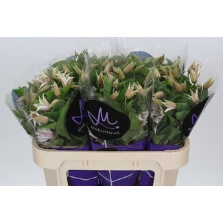 Freshy Clématite “Amazing Kansas” | Couleur: Wit | Longueur ± 70 centimeter | Par 10 tiges de fleurs fraîches