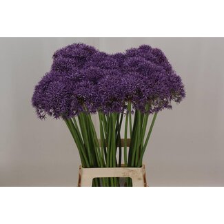 Freshy Allium Sierui “Violet Beauty” | Couleur: Violet | Longueur ± 80 centimeter | Par 20 tiges fleurs fraîches