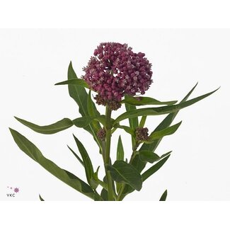 Freshy Asclepias Incarnata Silk plant “Soulmate” | Colour: Pink | Length ± 80 centimeter | Per 20 stems fresh flowers