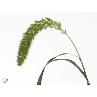Freshy Setaria Italica Naaldaar | Kleur: Groen | Lengte ± 70 centimeter | Per 50 takken