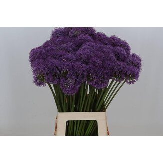 Freshy Allium Ornamental onion “Gladiator” | Colour: Purple | Length ± 70 centimeter | Per 20 stems fresh flowers
