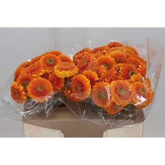 Freshy Germini Bolero Aqua “Olsen” | Colour: Orange | Length ± 50 centimeter | Per 20 fresh flowers