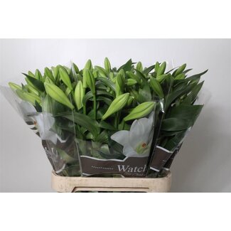 Freshy Lily Longiflorum Aqua “Watch Up” | Colour: White | Length ± 90 centimeter | 2 flowers | Per 10 stems fresh flowers